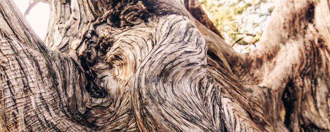 Verwachsener Baum