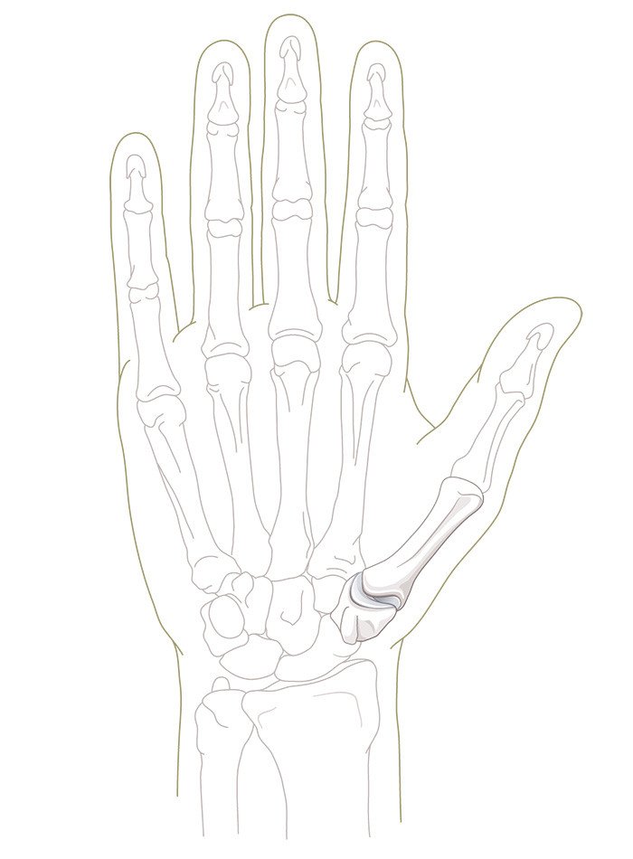 Illustration Anatomie intaktes Daumensattelgelenk