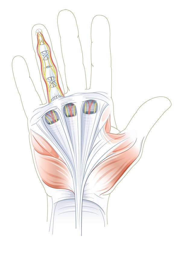 Handchirurgie Anatomie der Unterhaut