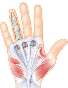 Handchirurgie Anatomie der Unterhaut