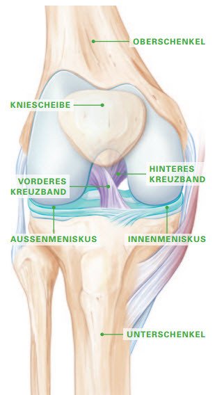 Frontalansicht eines Kniegelenks