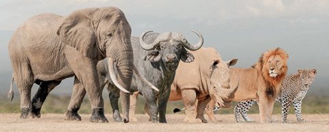 Die Big 5 aus dem Tierreich