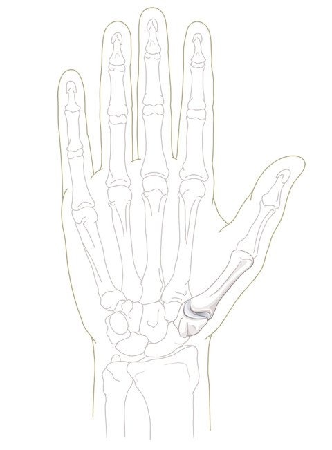 Illustration Anatomie intaktes Daumensattelgelenk