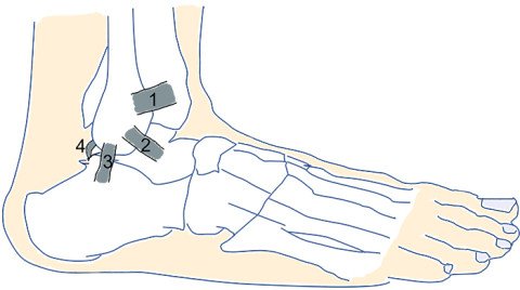 Anatomie Sprunggelenk