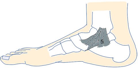 Anatomie Sprunggelenk mit Lig. deltoideum