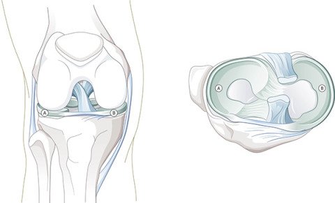 Illustration Anatomie Meniskus