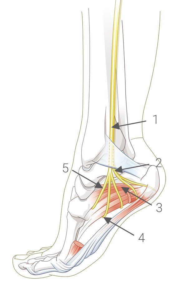 Anatomie Nervus abductor